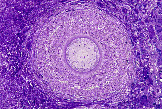 Best Little Known Supplement For Fertility? - The Keto Brainz Blog