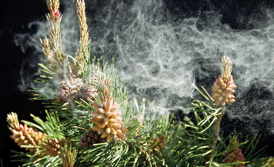 The Hormonal Benefits of Pine Pollen: Nature’s Testosterone Booster?