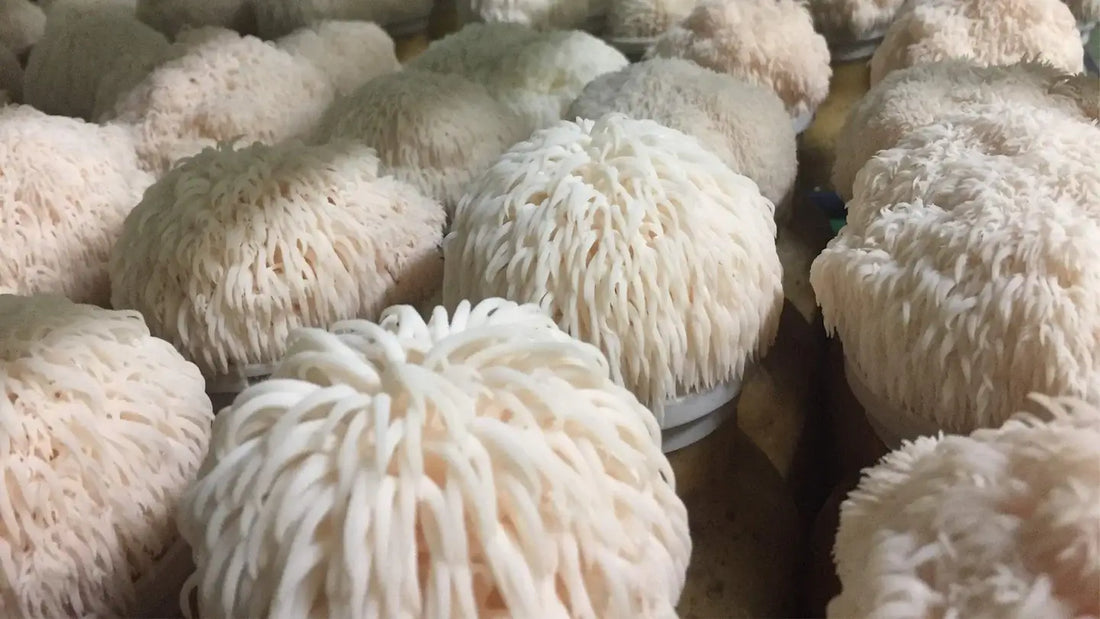Delving Deeper: The Lesser Known Benefits of Lion's Mane Mushroom