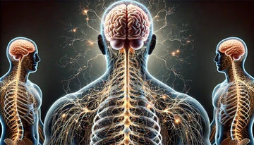 Acetylcholine And ADHD - Keto Brainz Nootropics Blog