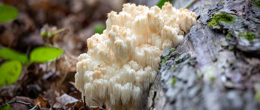 Lion's Mane Mushroom: Fruiting Body vs. Mycelium