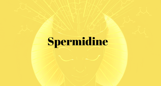 Spermidine, Autophagy & Aging