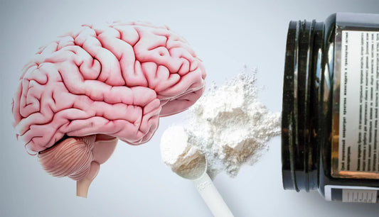 Is Creatine a Nootropic?